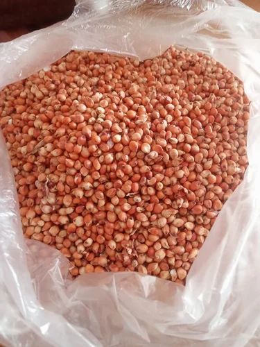 Red Corn Sorghum Jowar Sivappu Cholam Millet, 50kg