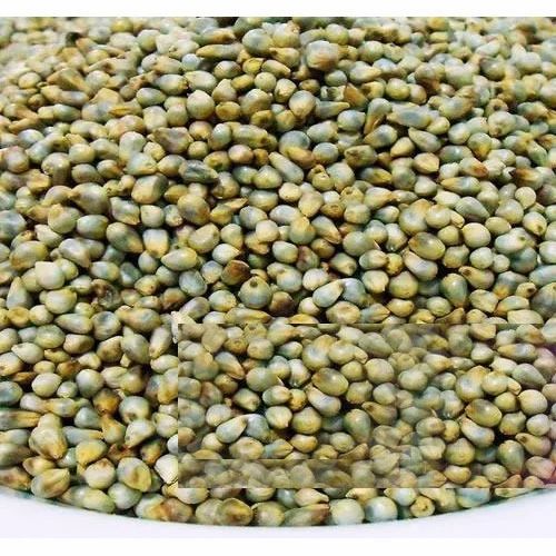 Green Pearl Millet Kambu Bajra, Organic