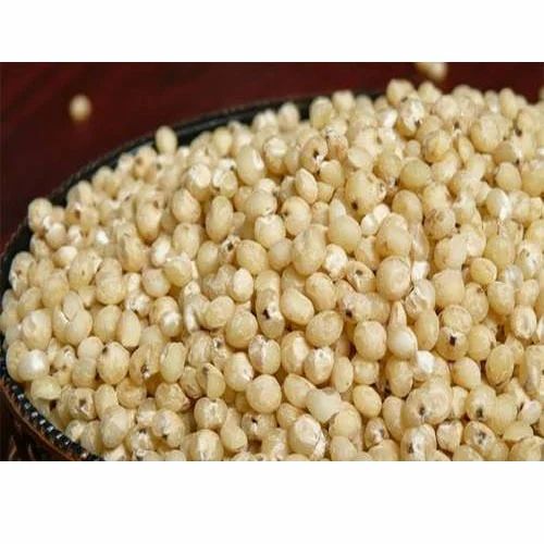 Sorghum Jowar Cholam Millet White Corn