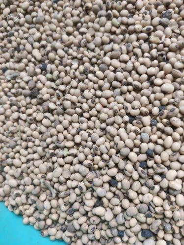 Organic Soyabean Seed, Packaging Size: 1 Kg