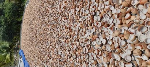 Coconut Copra for Oil Extraction, Sacks, Packaging Size: 25 Kgs