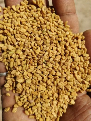 25 KG Fenugreek Seeds, Packaging Type: Plastic Bag