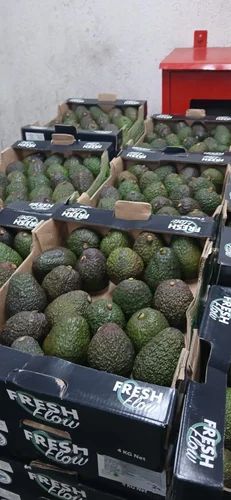 HASS Avocado Imported Tanzania
