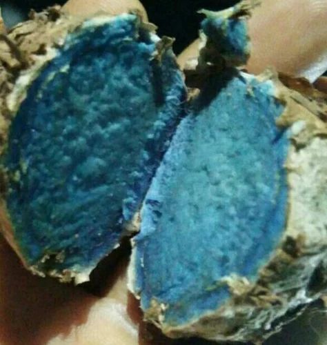 Black Turmeric ( Kali Haldi), For Farming / Sowing, Finger