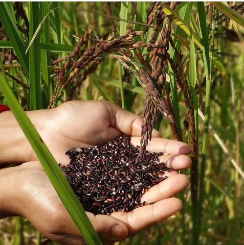 Black Rice Peddy Seed