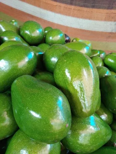 Avocado Fruit