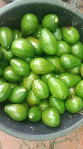 Avocado Organic Fruit