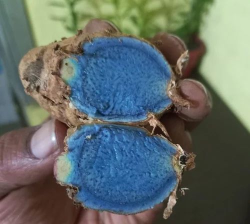 Black Turmeric (Kali Haldi)