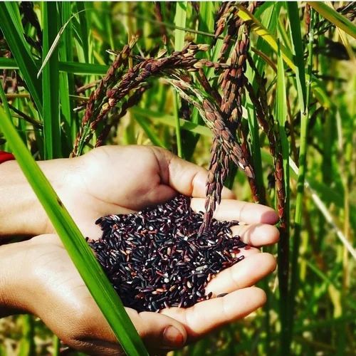 Black Rice Paddy Seeds Manipuri Chak Hao, Bag