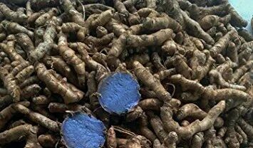 Black Turmeric Finger (Kali Haldi)
