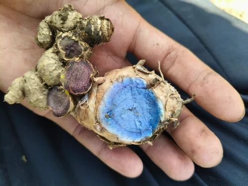 Kali Haldi Black Turmeric, Bulb, For Farming / Sowing