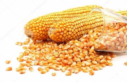 50 Kg Yellow Raw Maize