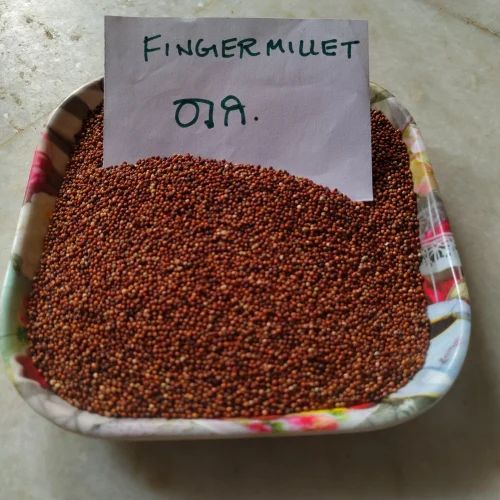 Finger Millet - Ragi