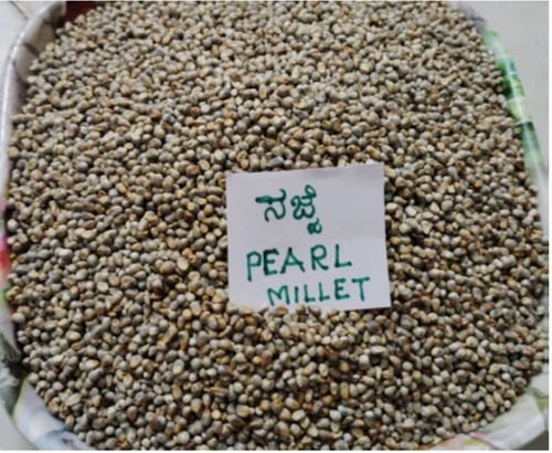 Grain (Dana) Pearl Millet - Bajra, Grade: Food Grade