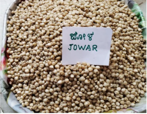 Sorghum Millet - Jowar, 25 Kg