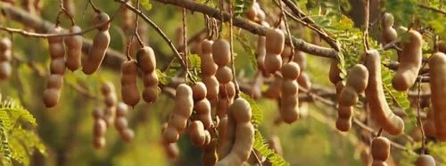 Seedless Natural Tamarind, Packaging Size: 50 g