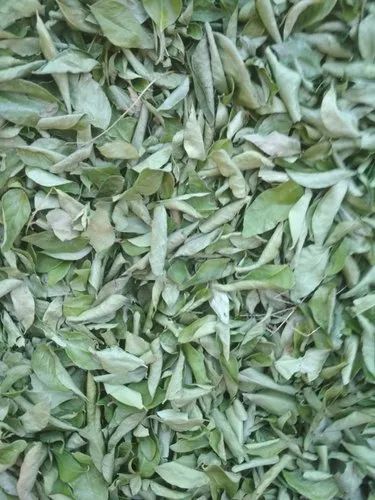 Curry Leaves Kari Patta