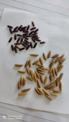 Black Rice Seeds, Bag