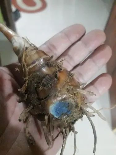 Black Turmeric Kala Haldi, 1 kg, Bulb