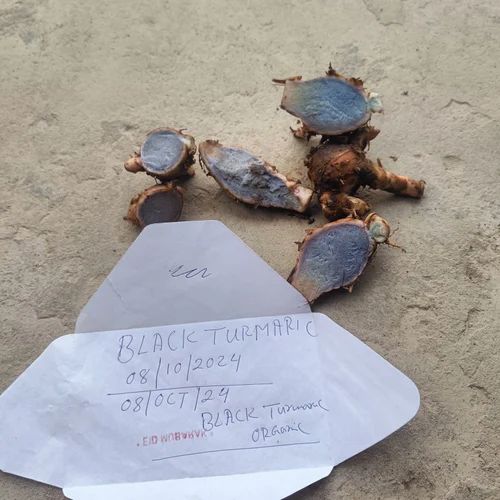 Organic A-Grade Kali Haldi Black Turmeric Bulb (Medicinal)