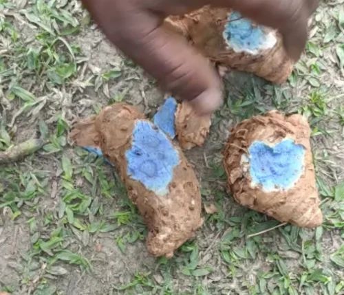 Black Turmeric Rhizomes, For Farming / Sowing, Rhizome (Ganth)