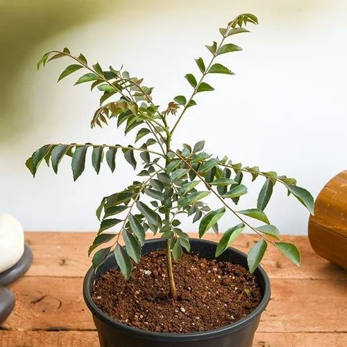 Fresh Curry Leaves Kadi Patta, 1 kg