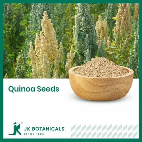 Quinoa Seeds / Chenopodium Quinoa Seeds