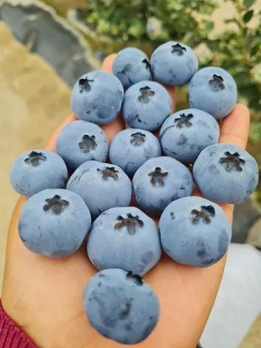 Blueberries Fresh Fruit