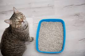 Cat Litter