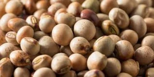 Organic Soybean Grains