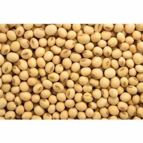 Organic Yellow Soybean