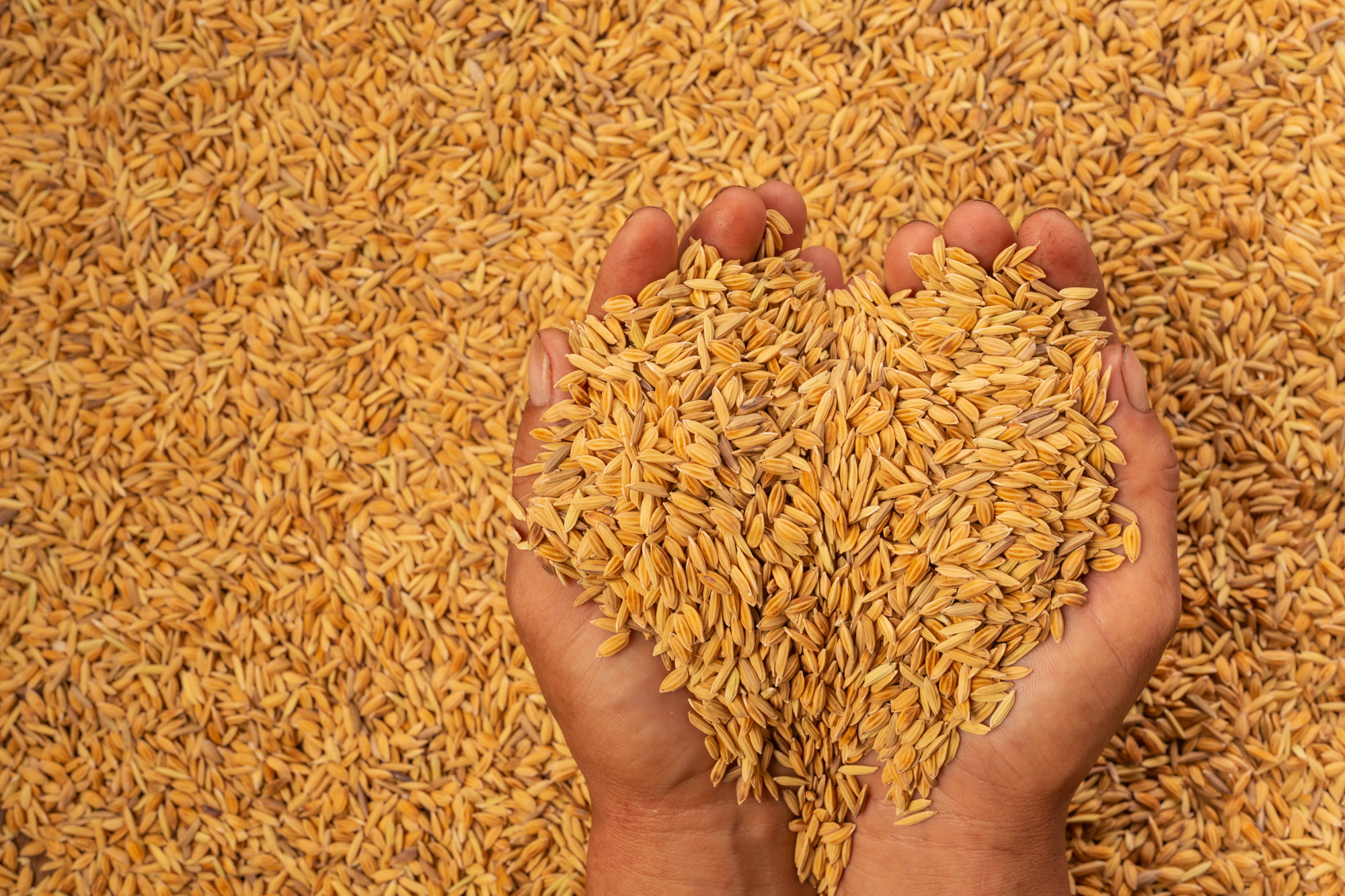 Paddy Seed