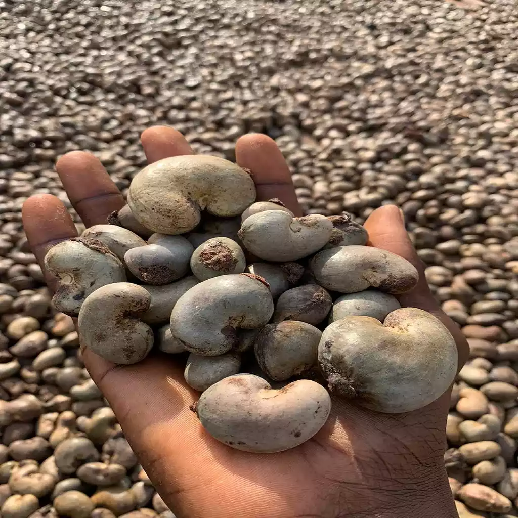 Natural Raw Cashew Nuts