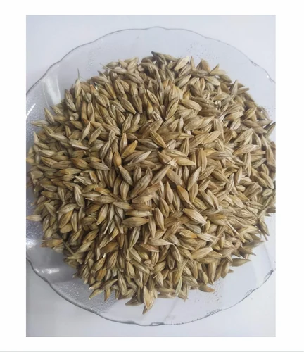 Indian Barley (Jav)