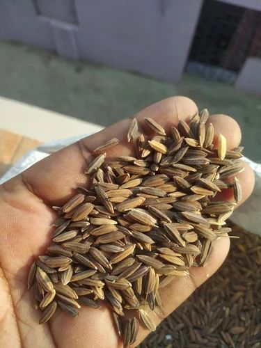 Black Rice Paddy