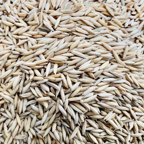 Yellow RNR Paddy Rice, Packaging Type: Loose, Packaging Size: 10kg