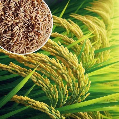 IR 64 Basmati Paddy Rice