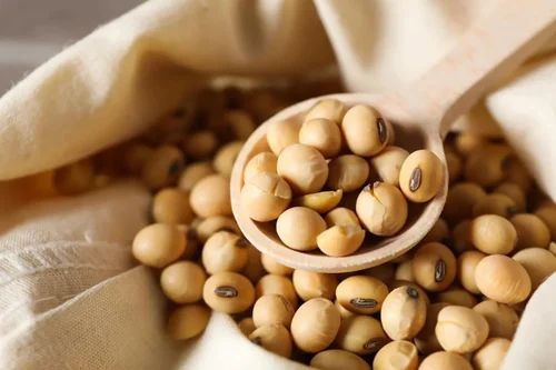 Organic White Soybean