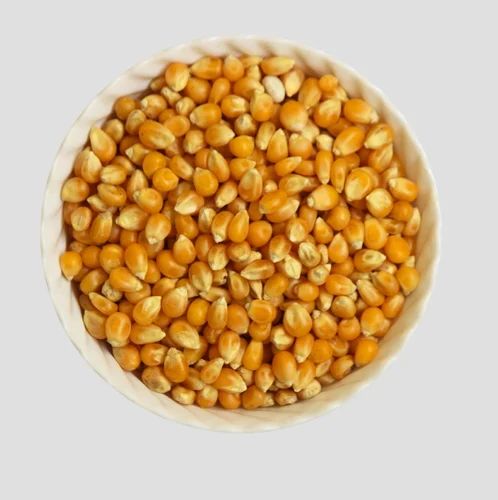 American Popcorn Seeds, 5 Kg