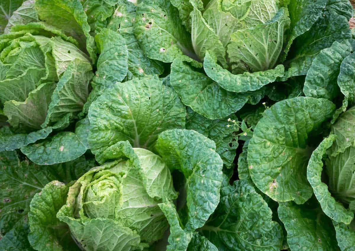 Green Frozen Cabbage