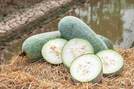 Green Fresh Wax Gourd