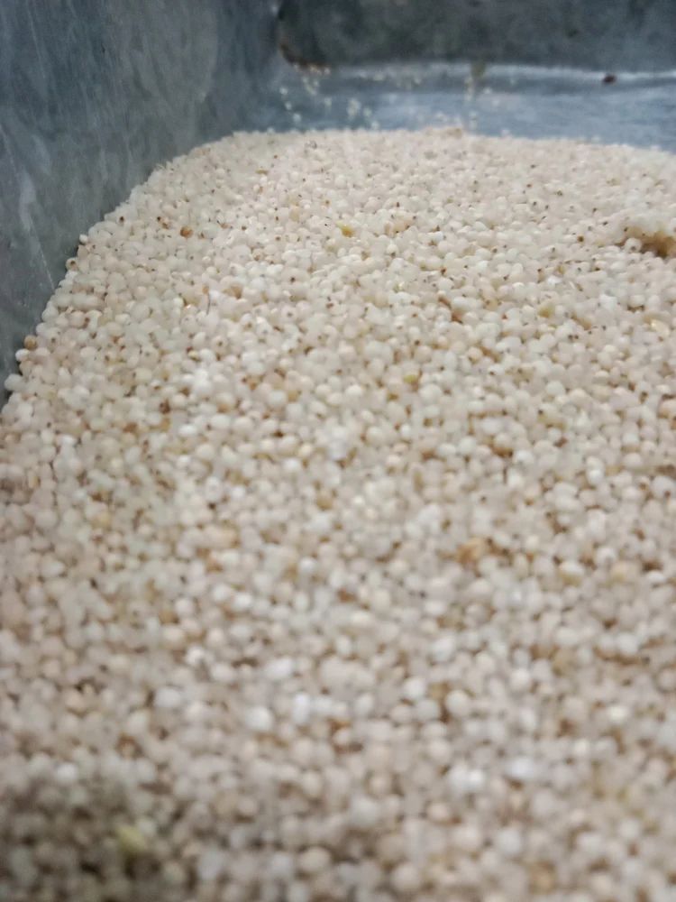 Kuthiraivali Rice, Packaging Type: PP Bag