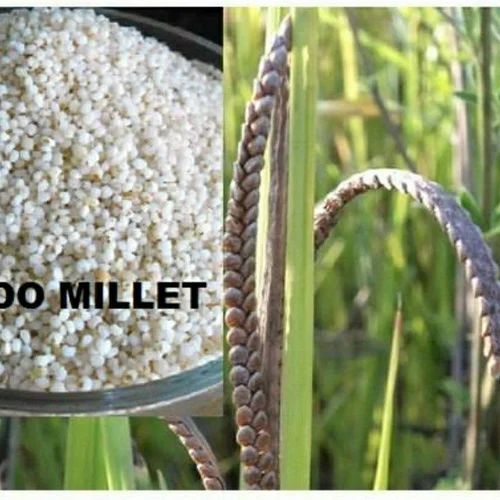 Kodo millet Rice.(Polish) 500 Gm