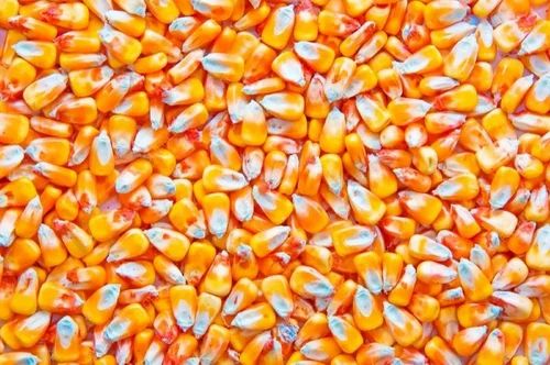 Yellow Maize Corn, Hybrid, For Human Consumption