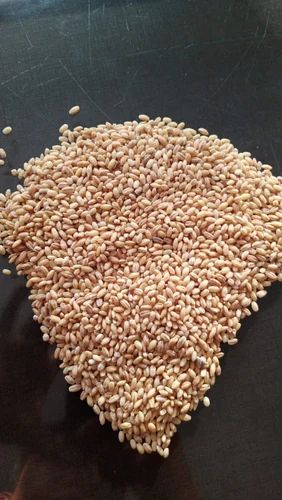 Brown Hulled Barley Grain, Size: 50KG, High in Protein