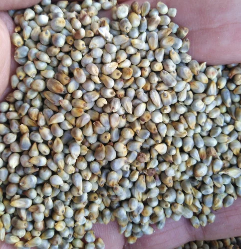 Bajra Millet Seed, Organic