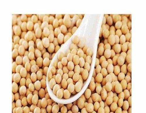 Organic Soybean Seeds, Packaging Size: 25 Kg
