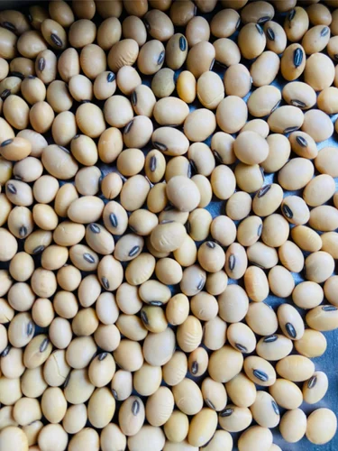Soybean, 50 Kg, PP Bag