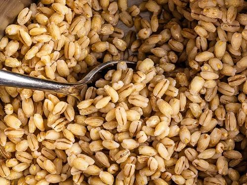 Beige Barley, High in Protein