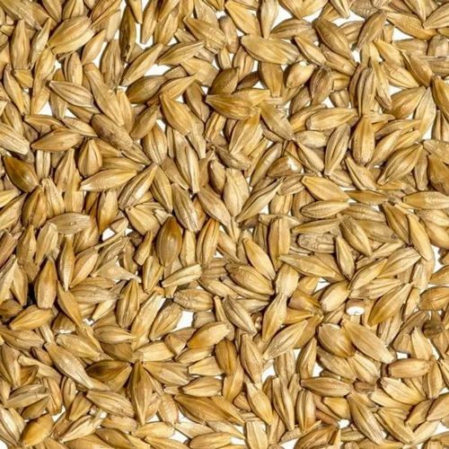 Indian Barley Grains, Organic